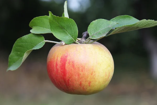 Äpple — Stockfoto