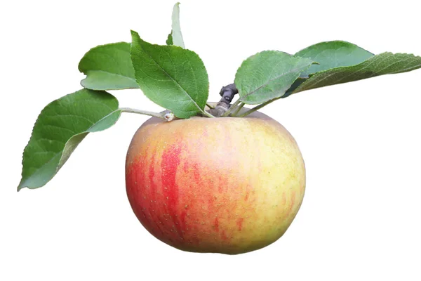 Apfel — Stockfoto