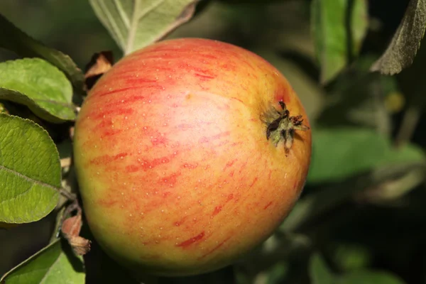 Äpple — Stockfoto