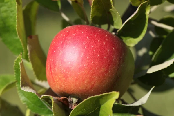 Äpple — Stockfoto