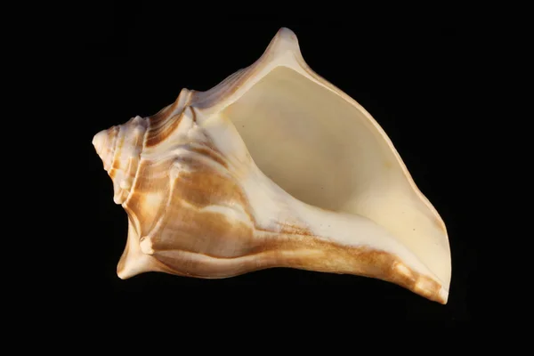 Guscio marino — Foto Stock