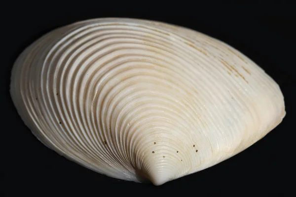 Sea shell — Stock fotografie