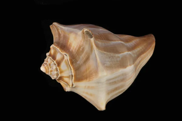 Sea shell — Stockfoto