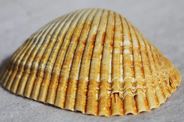 Sea shell — Stock fotografie