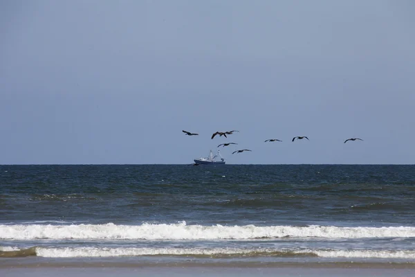 Repülő pelikánok — Stock Fotó
