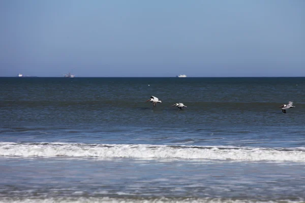 Pélicans volants — Photo