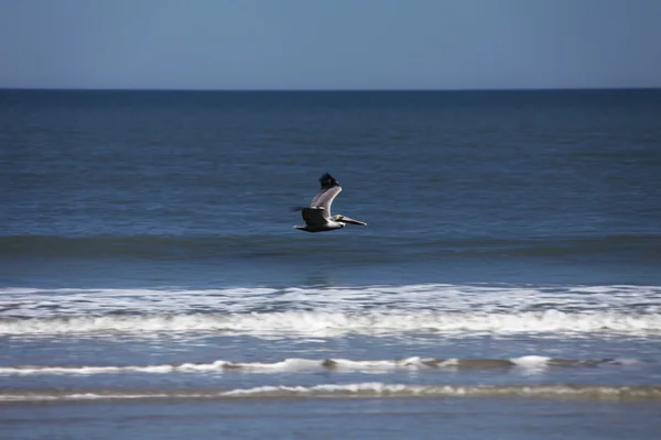 Pélicans volants — Photo