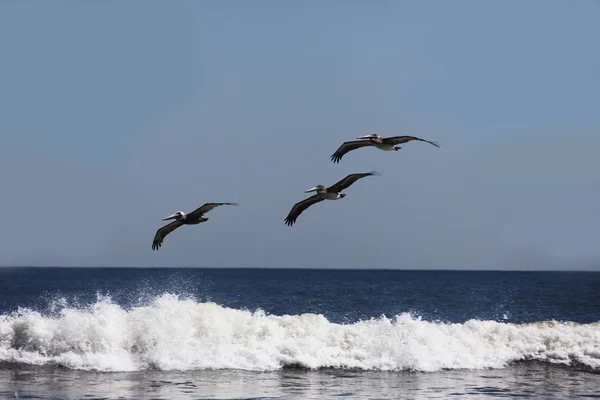 Fliegende Pelikane — Stockfoto