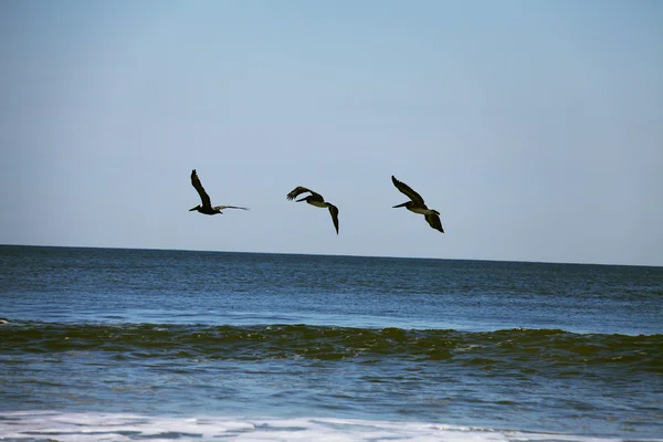 Fliegende Pelikane — Stockfoto