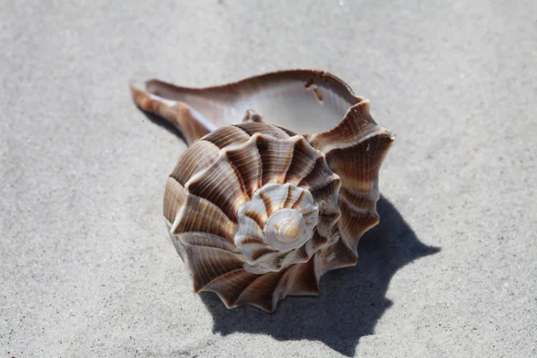 Sea shell — Stock Photo, Image