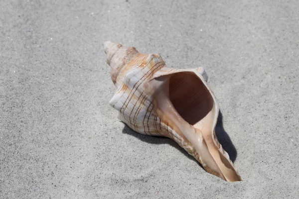 Sea shell — Stock Photo, Image