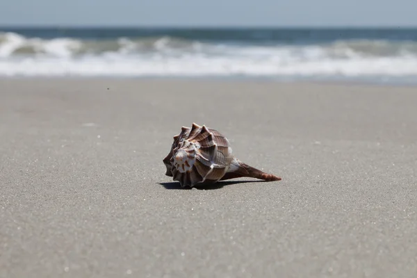 Sea shell — Stock Photo, Image