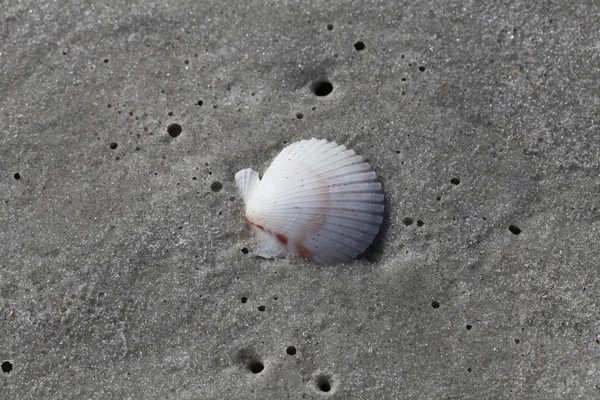 Sea shell — Stock Photo, Image