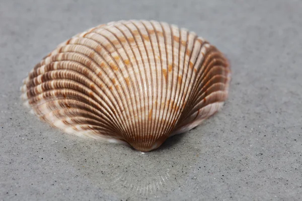 Sea shell — Stock Photo, Image