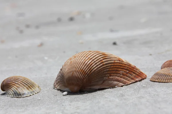 Sea shell — Stock Photo, Image