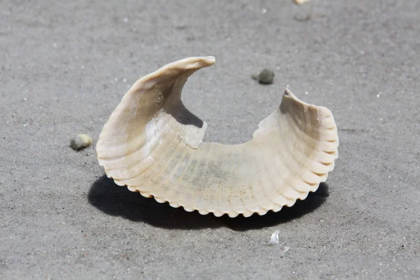 Sea shell — Stock Photo, Image