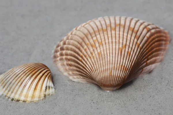 Sea shell — Stock Photo, Image