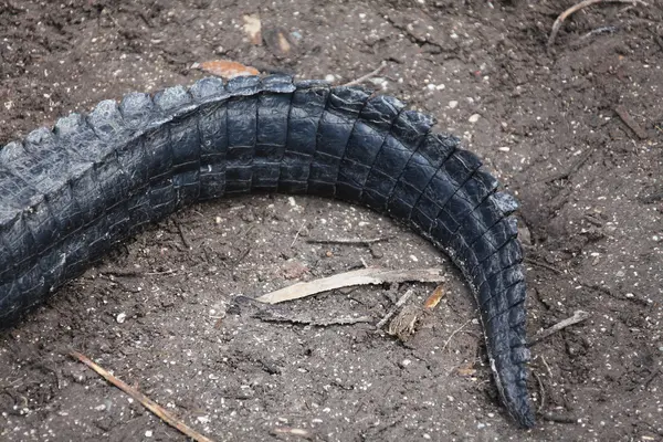 Alligator — Stock Photo, Image