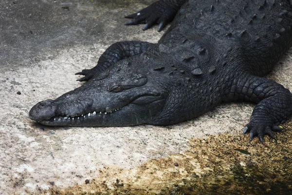 Alligator — Stockfoto