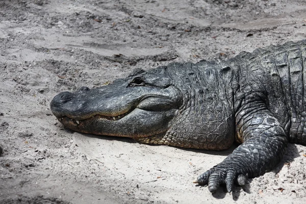 Alligator — Stock Photo, Image