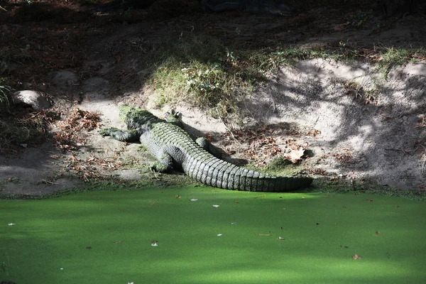Alligator — Stock Photo, Image