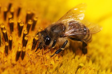 Ayçiçeğindeki bal arısı