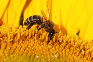 Ayçiçeğindeki bal arısı