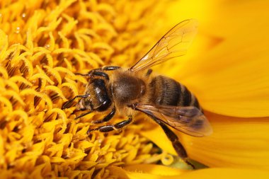 Ayçiçeğindeki bal arısı