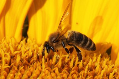 Ayçiçeğindeki bal arısı