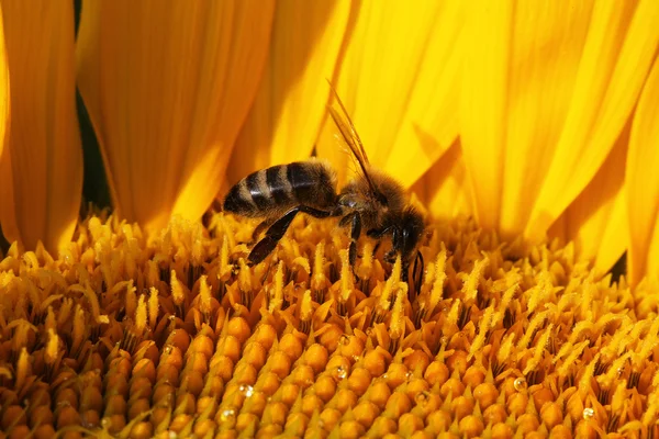 Медовая пчела на подсолнухе — стоковое фото