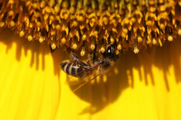 Honingbij op zonnebloem — Stockfoto