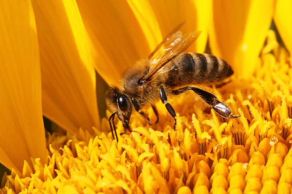 Ayçiçeğindeki bal arısı