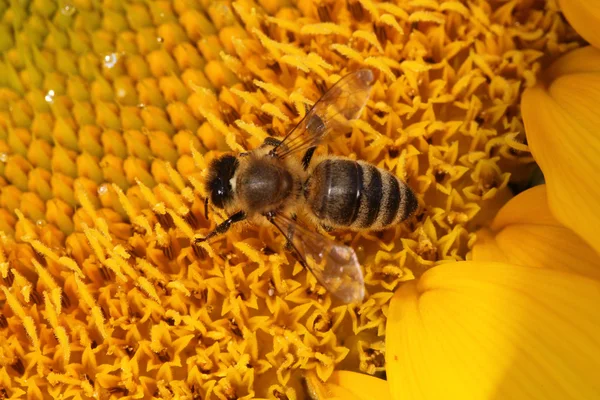 Honey bee on sunflower — Stock Photo, Image