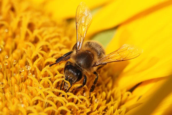 Ayçiçeğindeki bal arısı