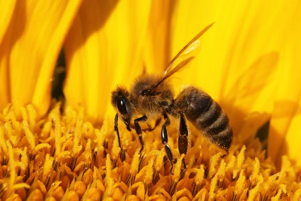 Ayçiçeğindeki bal arısı