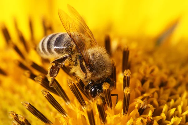 Honigbiene auf Sonnenblume — Stockfoto