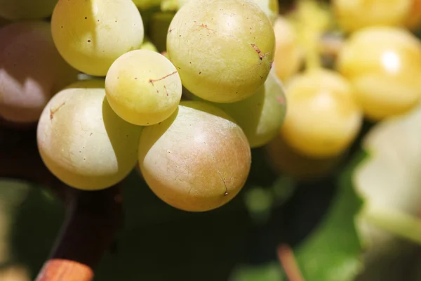 Racimos de la uva —  Fotos de Stock