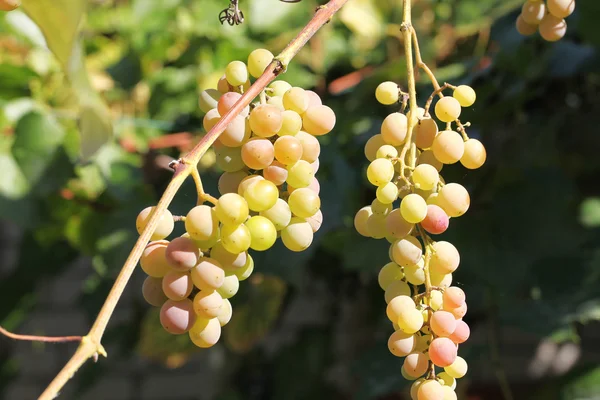 Racimos de la uva —  Fotos de Stock