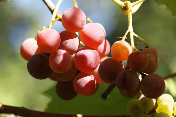 Racimos de la uva —  Fotos de Stock