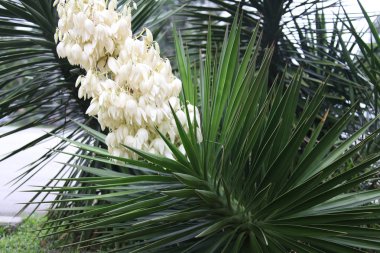 çiçek açan yucca gloriosa