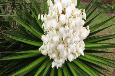 çiçek açan yucca gloriosa