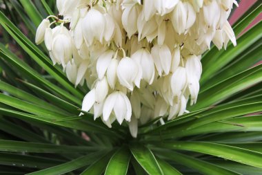 çiçek açan yucca gloriosa