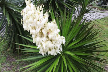 çiçek açan yucca gloriosa