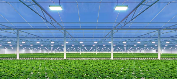 Industrial greenhouse interior. Hydroponic indoor vegetable plant factory. Green salad farm. Concrete floor. 3D render