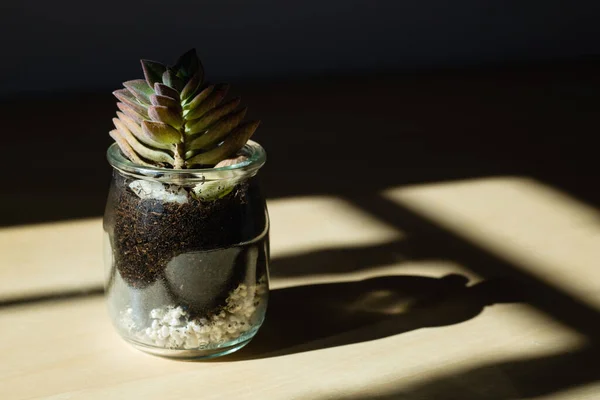 Mini Terrerarium Crassula Capitella Recycled Bottle Stock Image