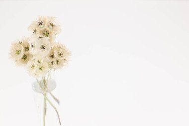 Hafif arkaplanı olan zarif kurumuş yabani çiçek..