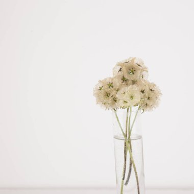 Hafif arkaplanı olan zarif kurumuş yabani çiçek..