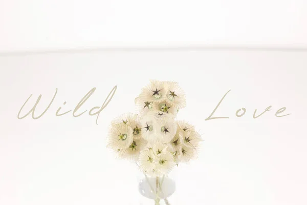 Elegant Dried Wild Flower Light Background Royalty Free Stock Images