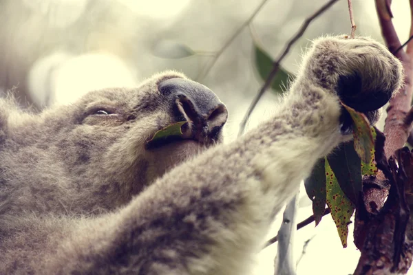 Koala manger — Photo