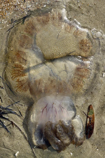 Jellyfish on the sand Stock Picture